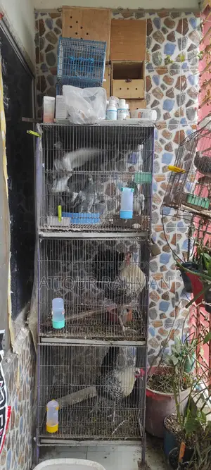 Pigeon sale with cage