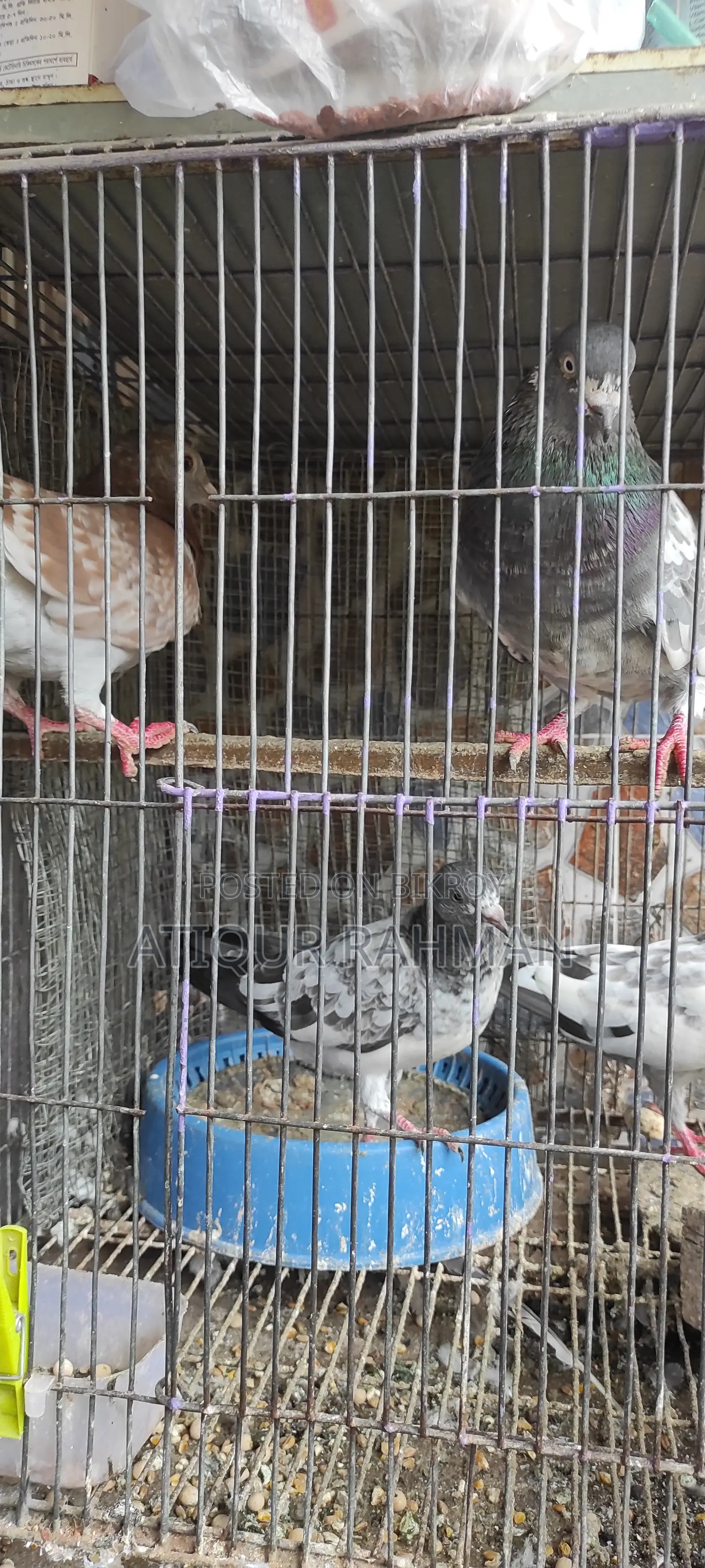 Pigeon sale with cage