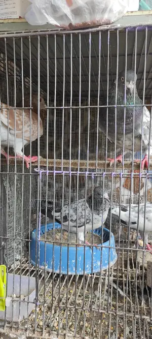 Pigeon sale with cage