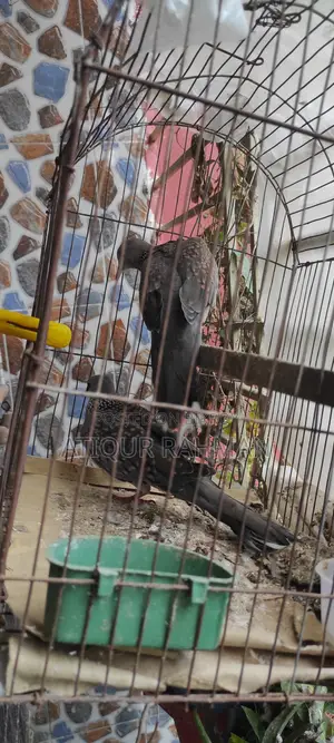 Pigeon sale with cage