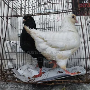 A pair of running Show King pigeons for sale.