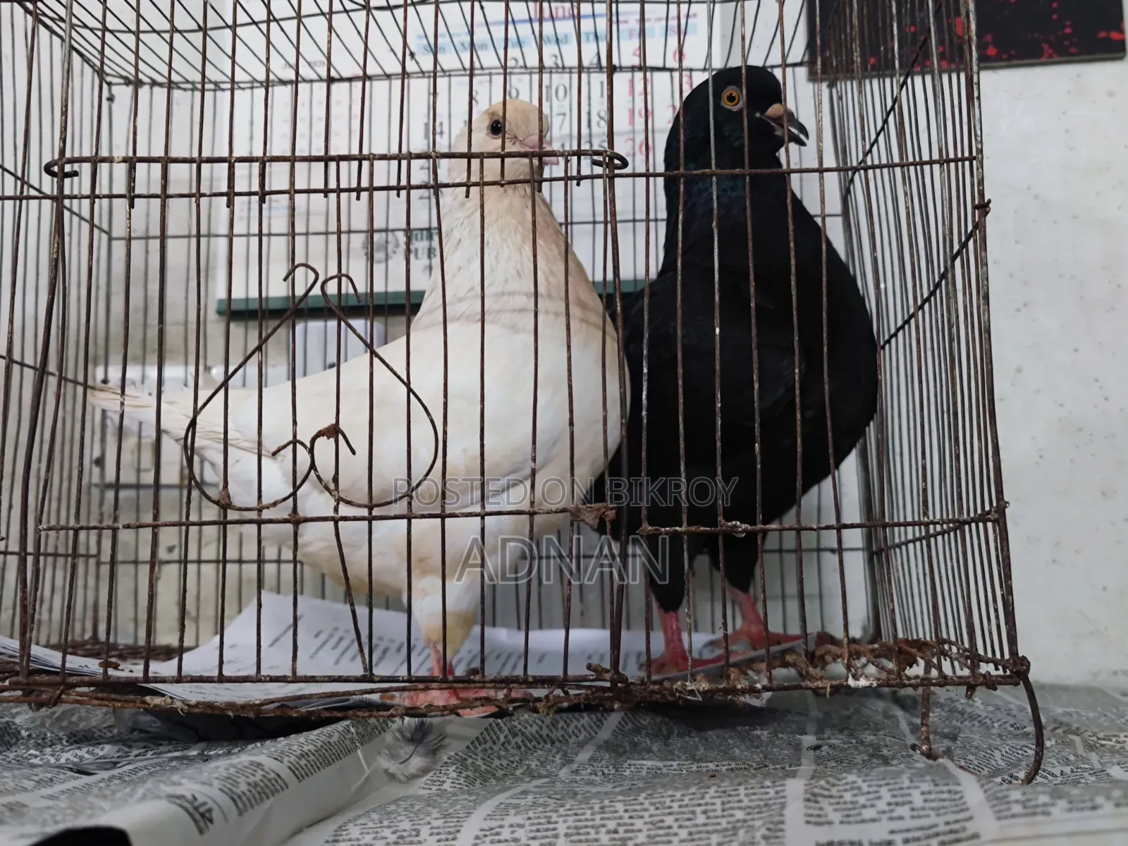 A pair of running Show King pigeons for sale.