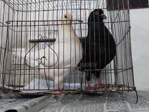 A pair of running Show King pigeons for sale.