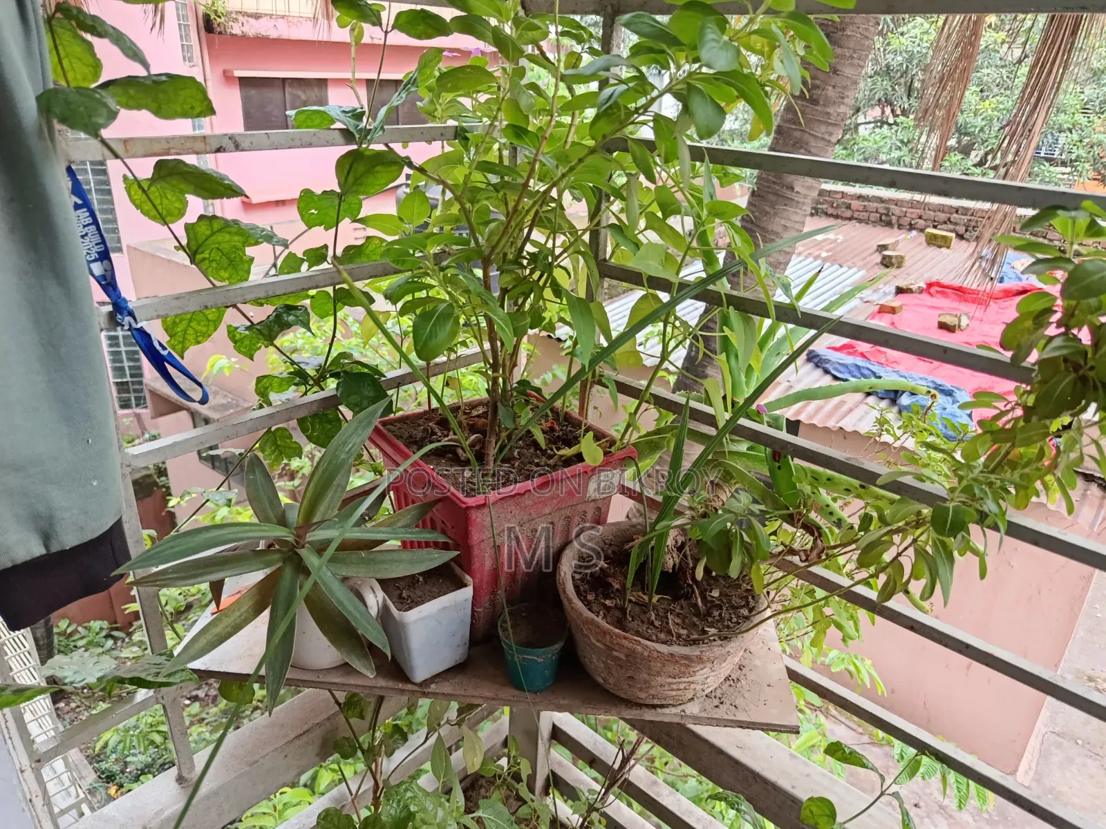 বারান্দার জন্য গাছ/চারা বিক্রি