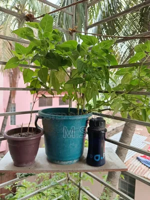 বারান্দার জন্য গাছ/চারা বিক্রি