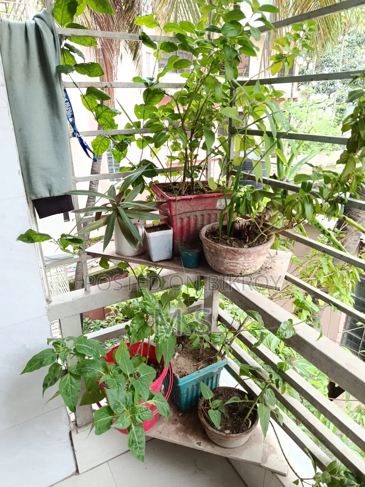 বারান্দার জন্য গাছ/চারা বিক্রি