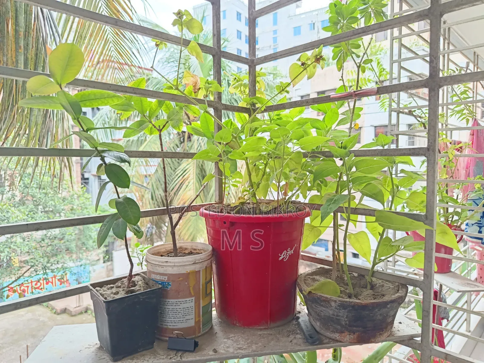 বারান্দার জন্য গাছ/চারা বিক্রি