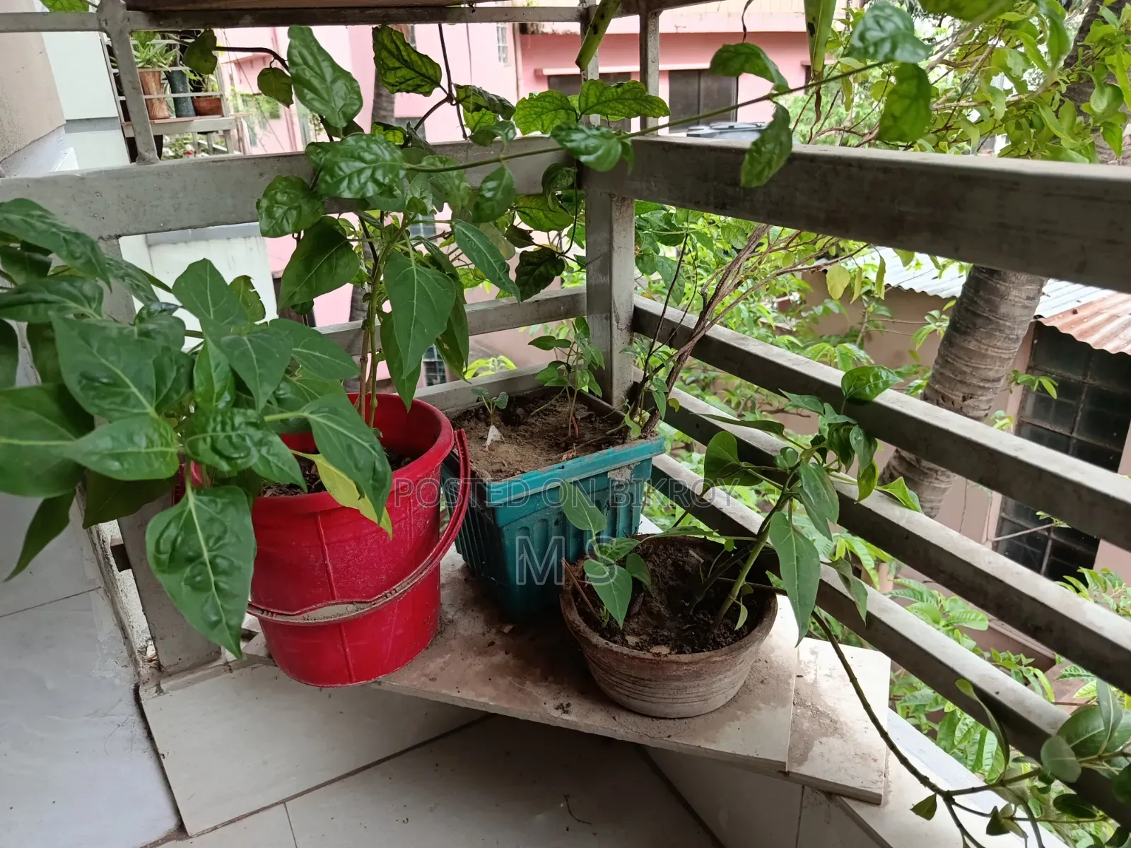 বারান্দার জন্য গাছ/চারা বিক্রি