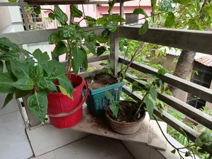 বারান্দার জন্য গাছ/চারা বিক্রি