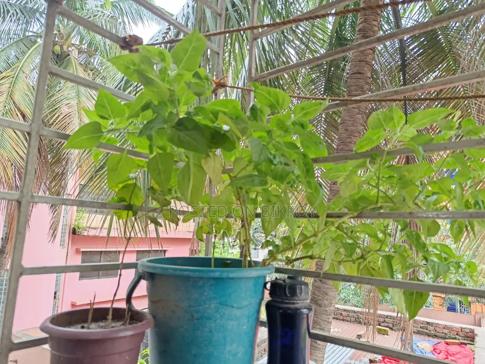 বারান্দার জন্য গাছ/চারা বিক্রি