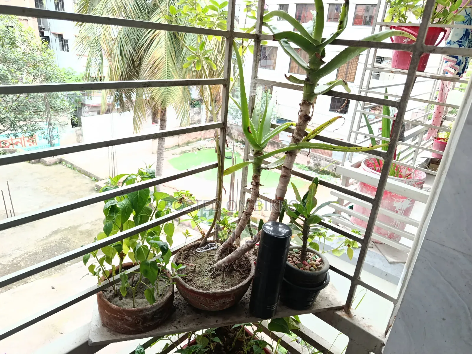 বারান্দার জন্য গাছ/চারা বিক্রি