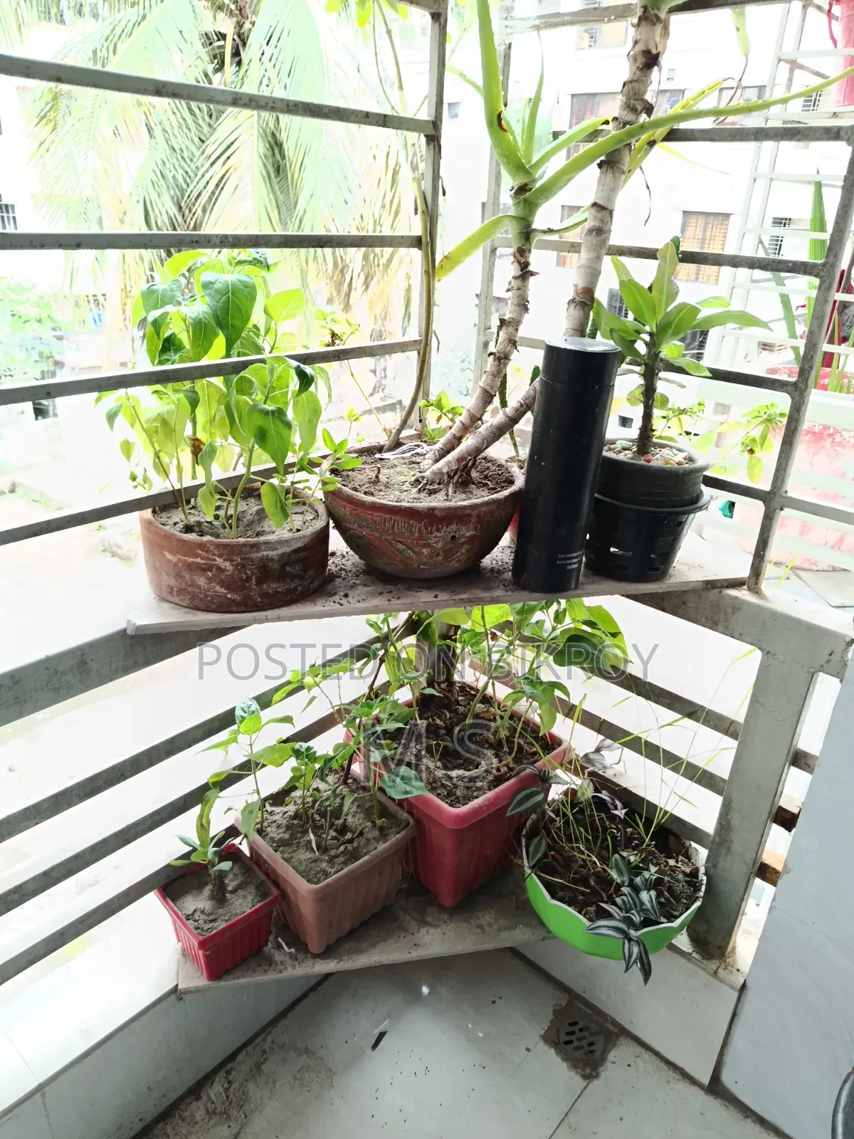 বারান্দার জন্য গাছ/চারা বিক্রি