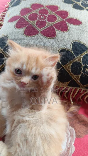 1-3 months Female Purebred Persian