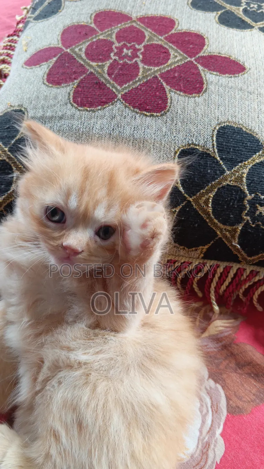 1-3 Months Female Purebred Persian