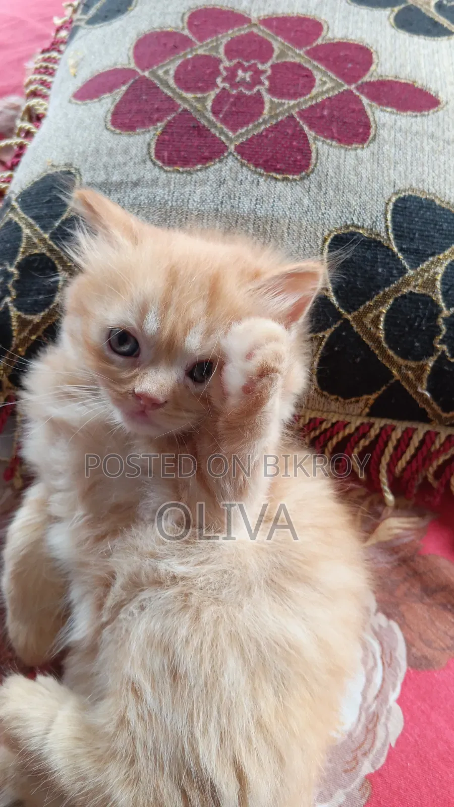 1-3 Months Female Purebred Persian