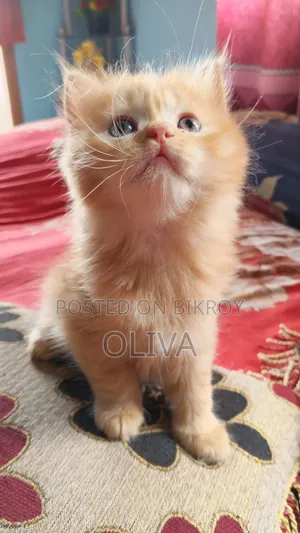 1-3 Months Female Purebred Persian
