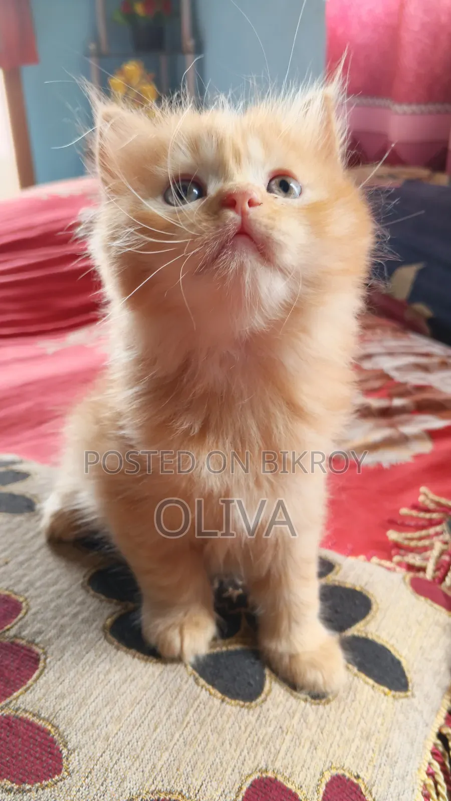1-3 Months Female Purebred Persian