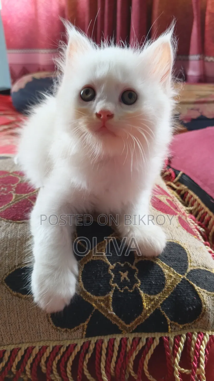 1-3 Months Female Purebred Persian