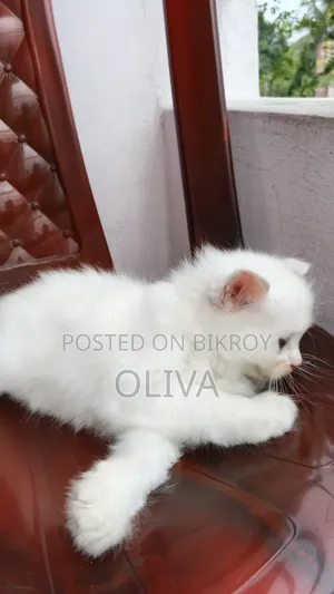 1-3 Months Female Purebred Persian