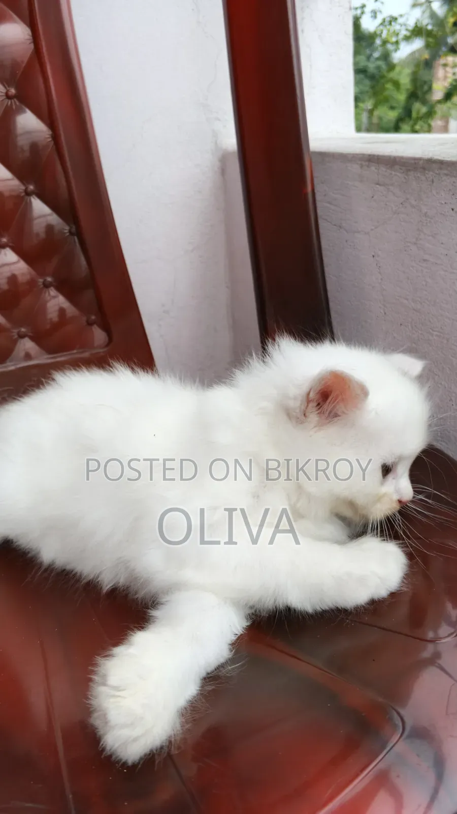 1-3 Months Female Purebred Persian