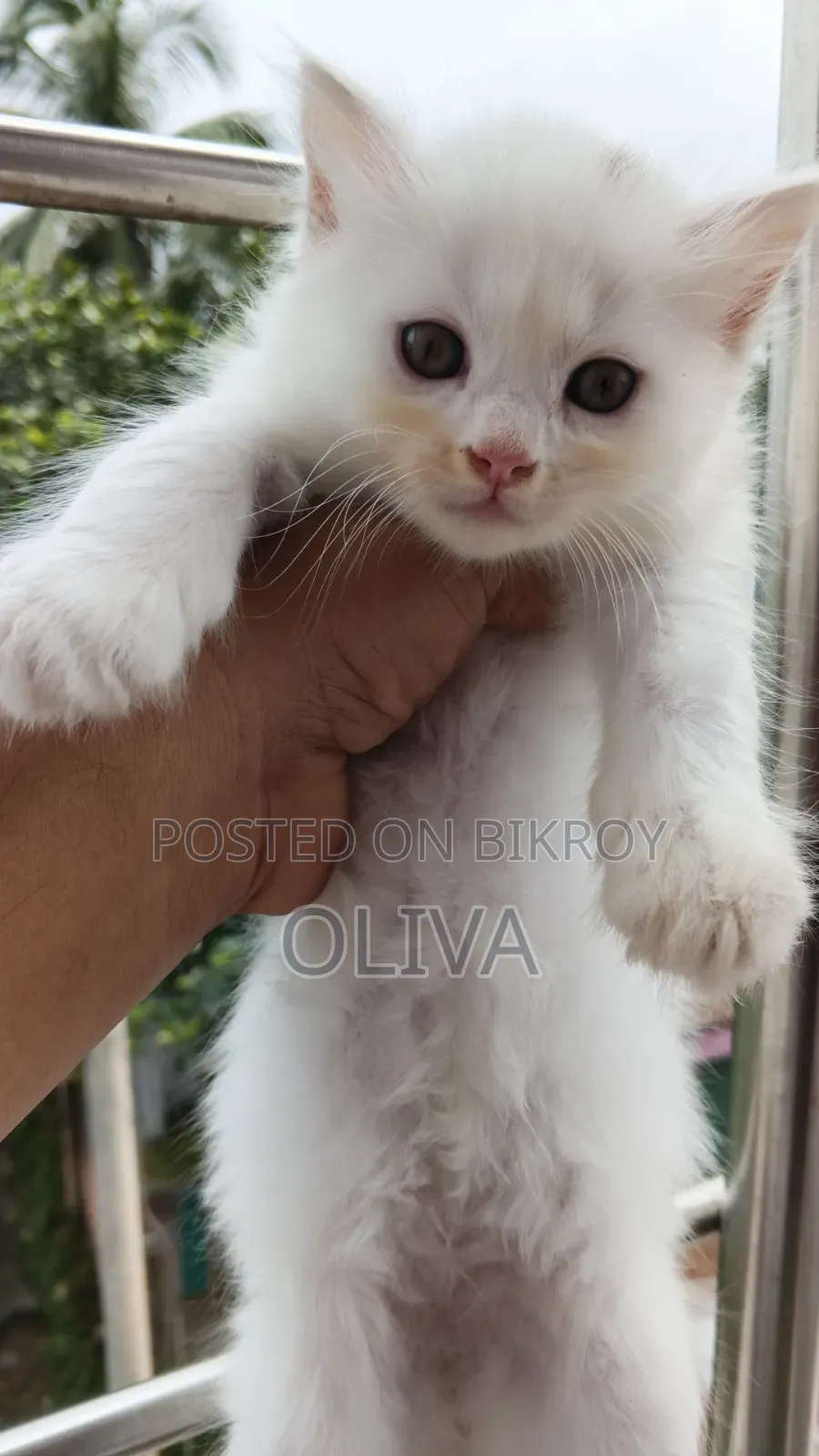 1-3 Months Female Purebred Persian