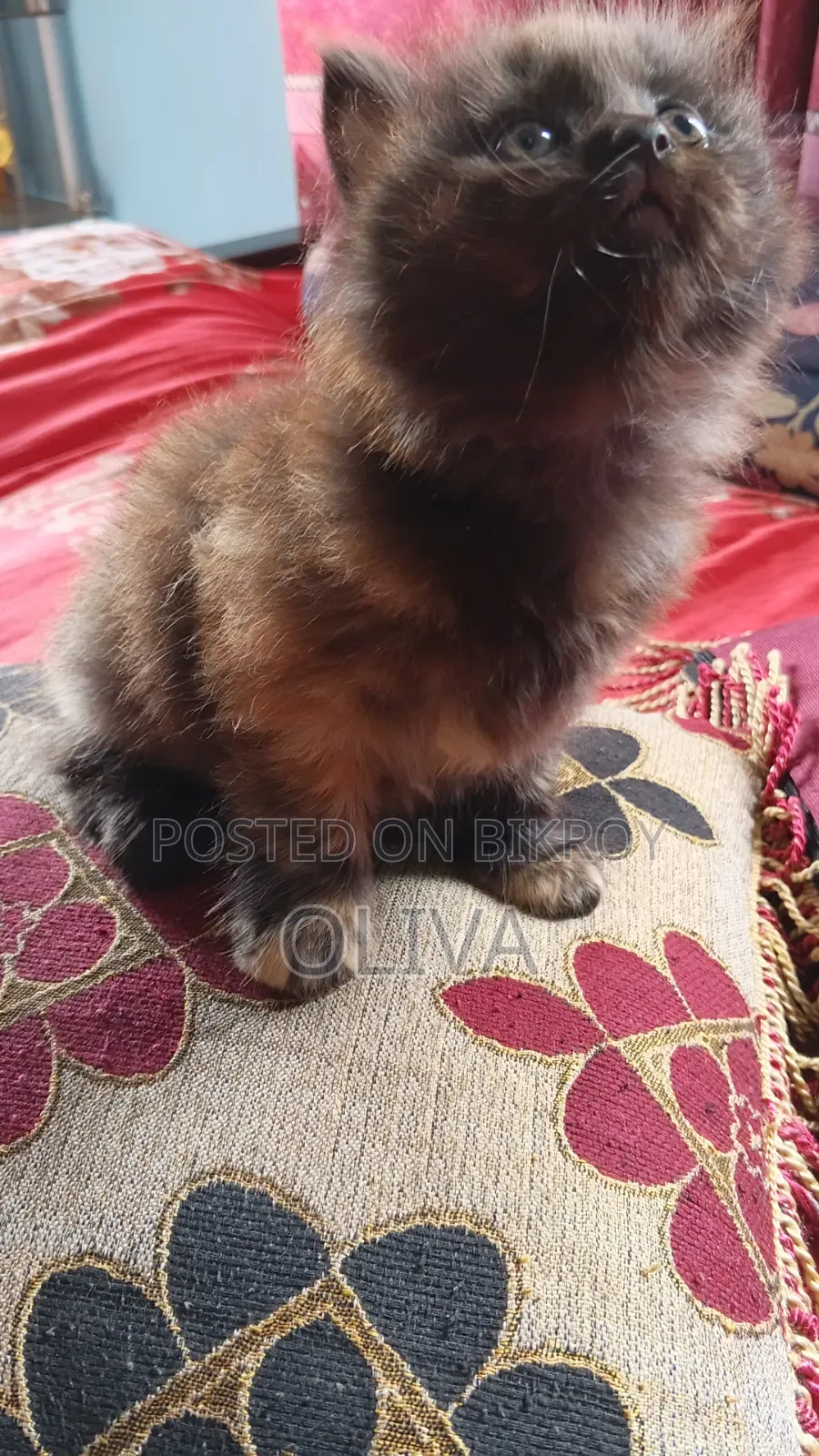 1-3 Months Female Purebred Persian