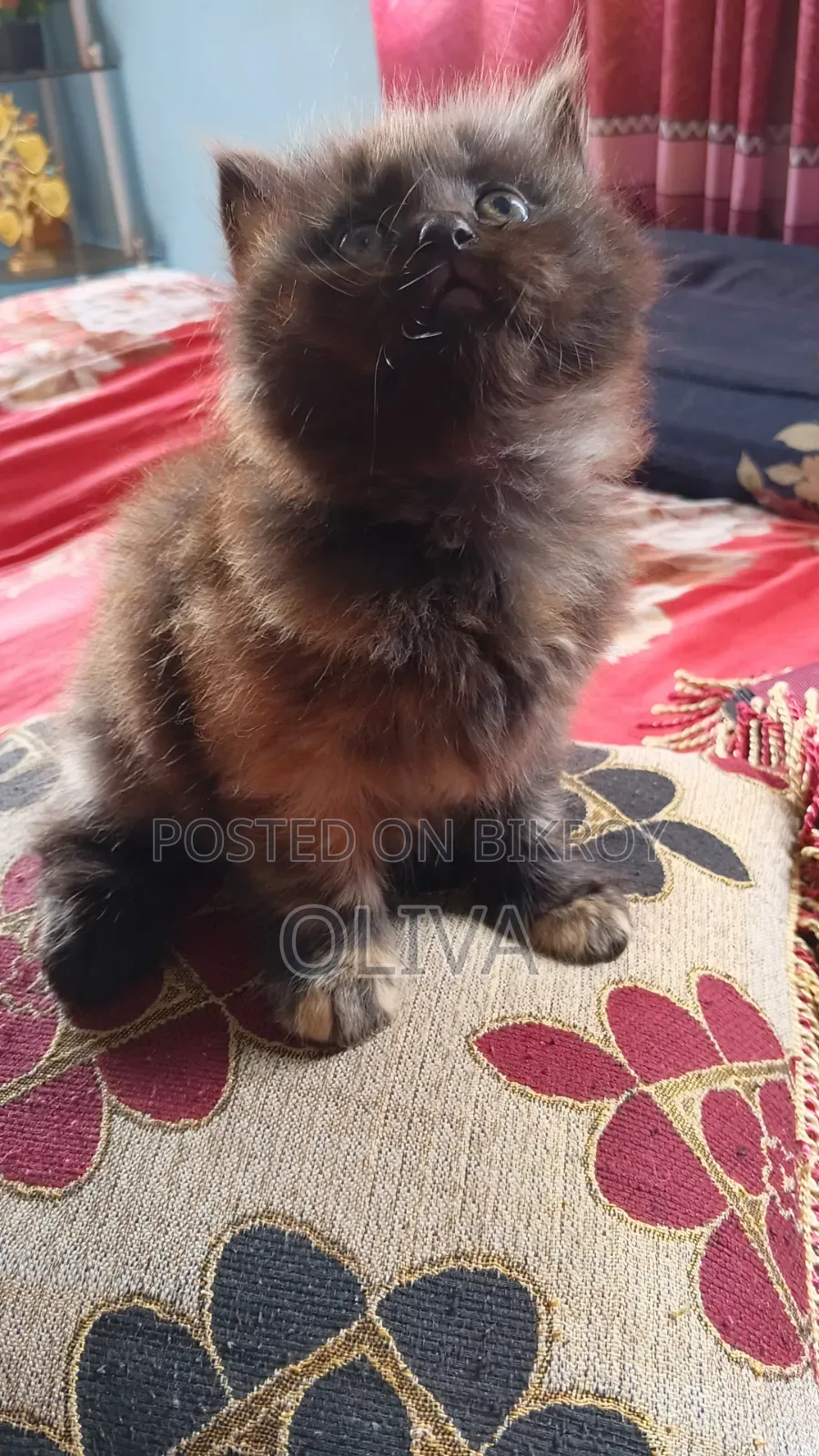 1-3 Months Female Purebred Persian