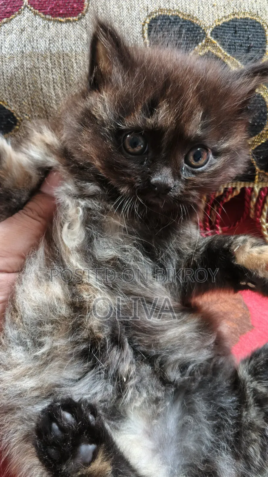 1-3 Months Female Purebred Persian