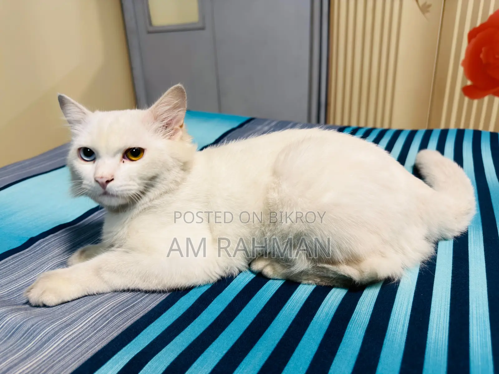 6-12 Months Male Mixed Breed Cat
