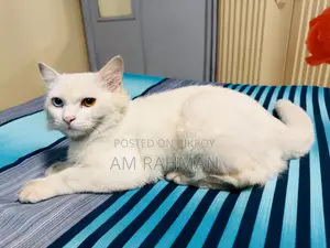 6-12 Months Male Mixed Breed Cat