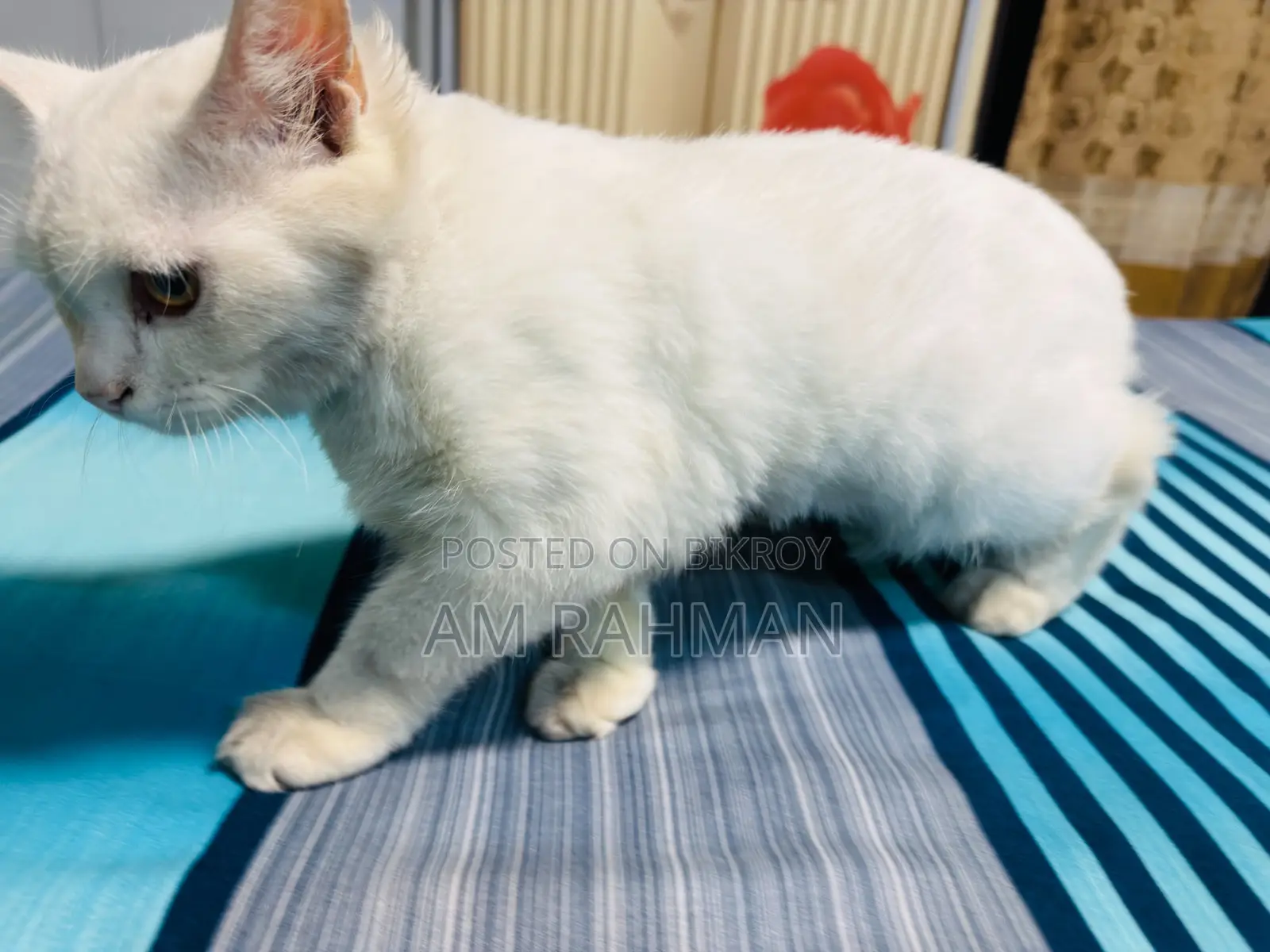 6-12 Months Male Mixed Breed Cat