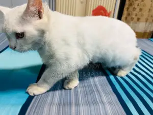 6-12 Months Male Mixed Breed Cat