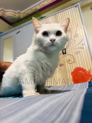 6-12 Months Male Mixed Breed Cat