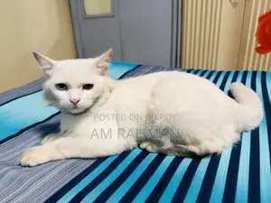 6-12 Months Male Mixed Breed Cat