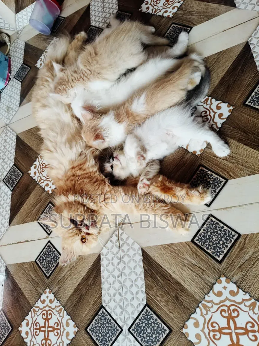 1-3 Months Male Purebred Persian