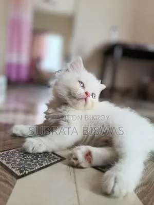 1-3 Months Male Purebred Persian
