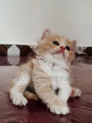 1-3 Months Male Purebred Persian