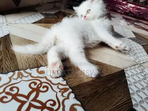 1-3 Months Male Purebred Persian
