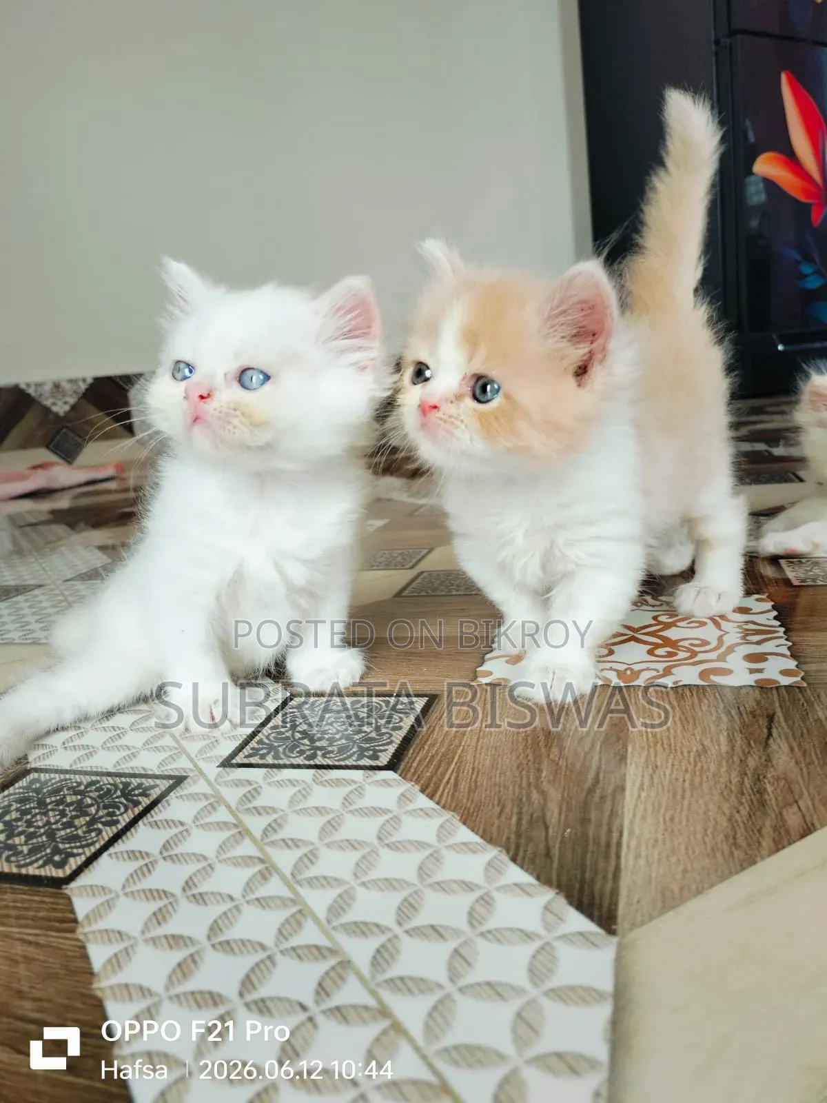 1-3 Months Male Purebred Persian