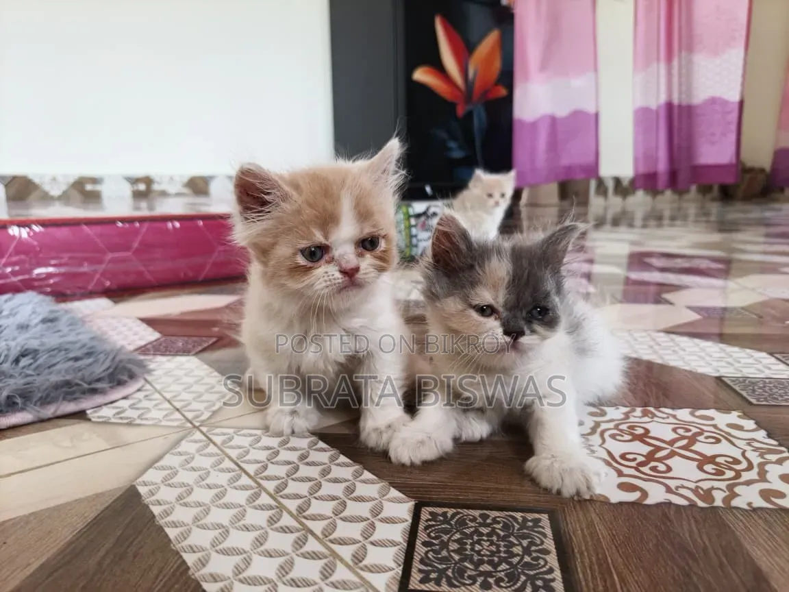 1-3 Months Male Purebred Persian