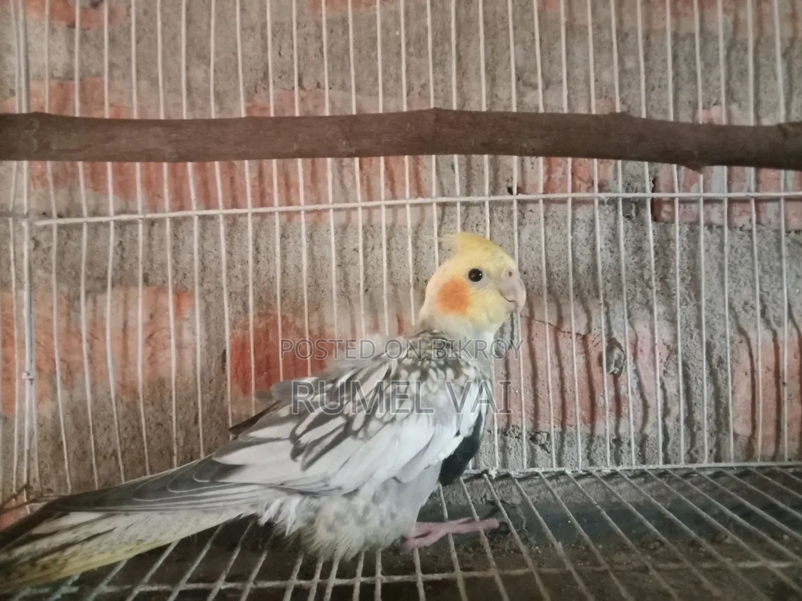 কোকারটেল পাখি