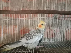 কোকারটেল পাখি