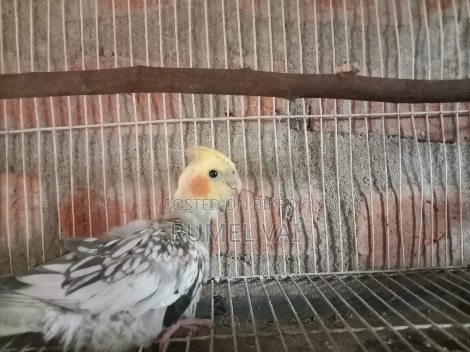 কোকারটেল পাখি