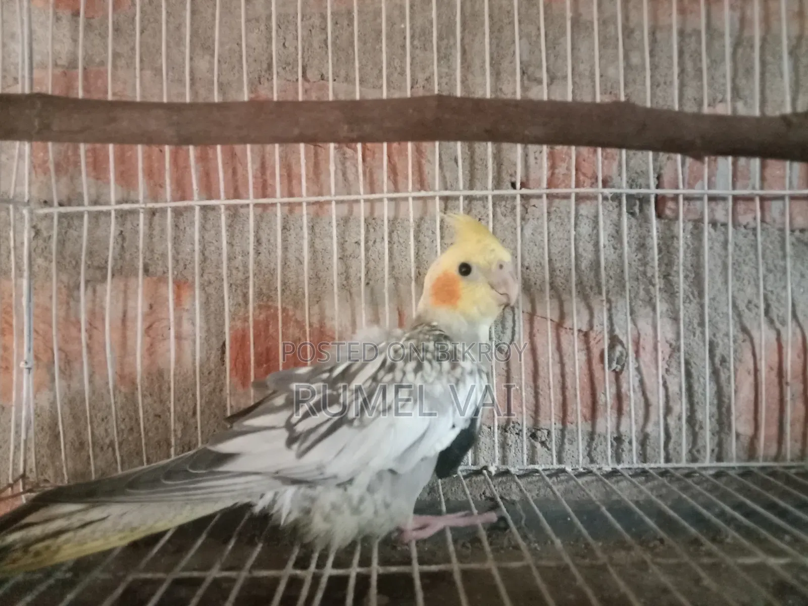 কোকারটেল পাখি