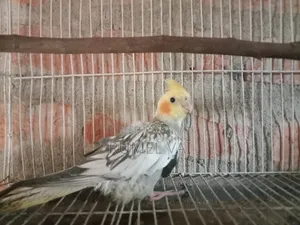 কোকারটেল পাখি