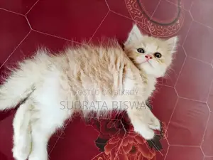 1-3 Months Male Purebred Persian