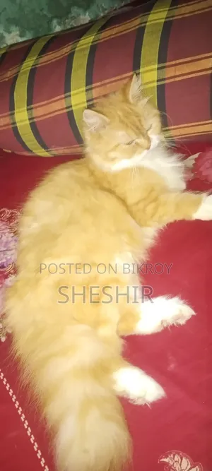 1+ Year Female Purebred Persian Cat
