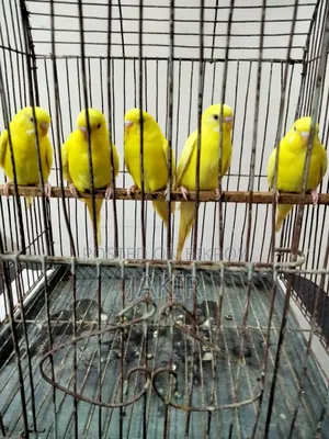 রানিং ৫ পিচ মেল পাখি বিক্রি করা হবে