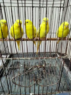 রানিং ৫ পিচ মেল পাখি বিক্রি করা হবে