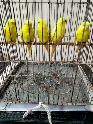 রানিং ৫ পিচ মেল পাখি বিক্রি করা হবে